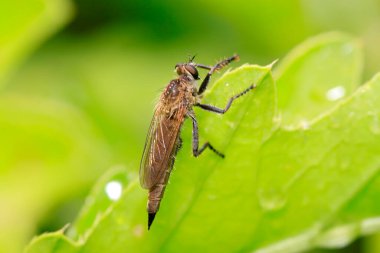 Asilidae doğadaki bitki üzerinde