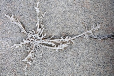 Kışın bitkilerde kar yağar