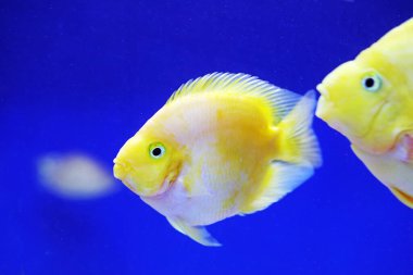 Mavi arka planda tropik altın papağan balığı