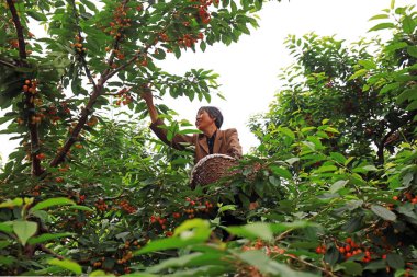 Changli İlçesi - 26 Mayıs 2019: Meyve bahçelerinde büyük kiraz toplayan çiftçiler, Changli İlçesi, Hebei Eyaleti, Çin