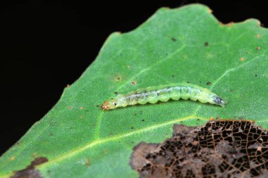 Doğal çevrede et böcekleri