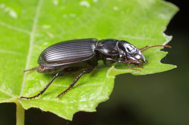 Doğadaki Kolaoptera Karabidae Böcekleri