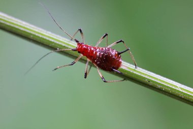 Yeşil yaprakların üzerinde kırmızı yaprak bitleri