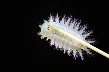 Doğal haldeki tırtıllar.