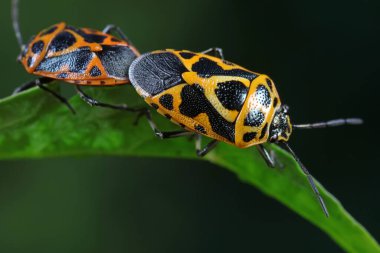 Pis kokulu böcekler çiftleşiyor