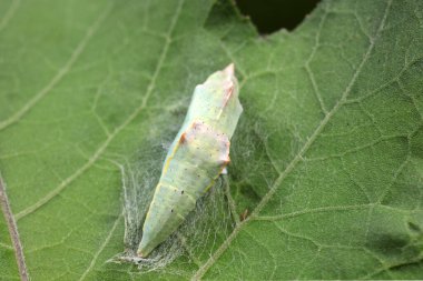 Yeşil yaprakların üzerindeki lahana solucanının krizalitleri.
