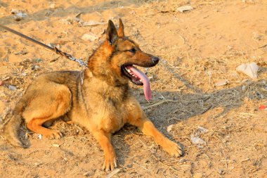 Evcil köpek yerde, fotoğrafa yakın.
