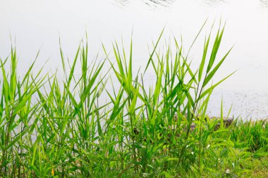 Su gölün yanında sazlıklar, fotoğrafa yakın.
