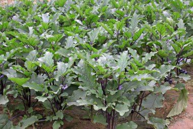 Bahçede patlıcan çiçeği 