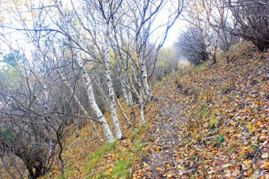 Vahşi doğada huş ağacı gövdesi