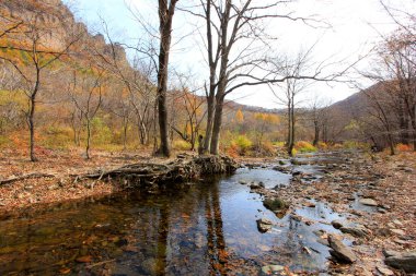 Ölü ağaçlar ve dereler doğal manzara, fotoğrafa yakın çekim.