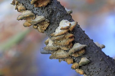 Ağaç dallarındaki mantarlar, fotoğraflara yakın çekim