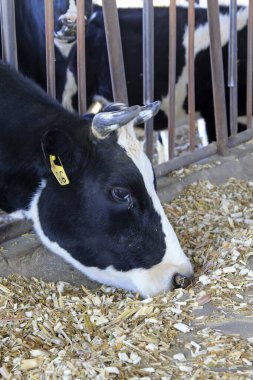 İnekler çiftlikte ot yiyordu, fotoğraflara yakından bakıyorlardı.
