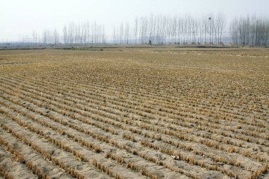 pirinç kamışı kalıntısı tarlada, fotoğrafa yakın çekim