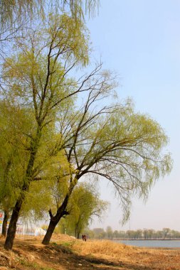 Nehir kıyısında söğüt, doğal manzara, yakın çekim.