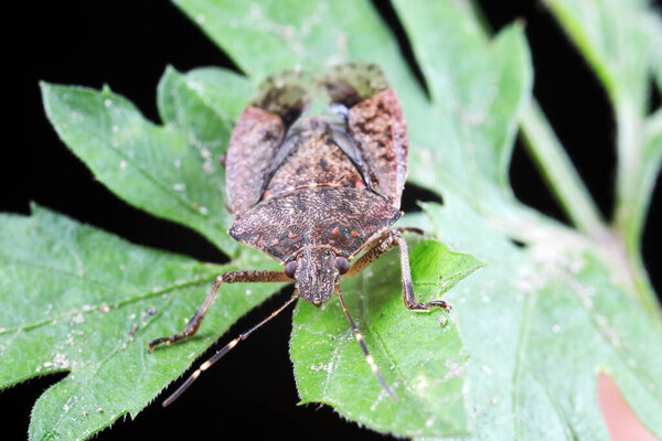Halyomorpha halys on green leaves