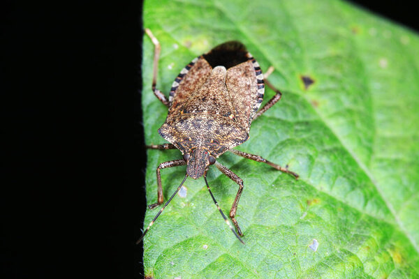 Halyomorpha halys on green leaves