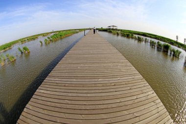 Wetland Park manzarası, fotoğrafa yakın çekim