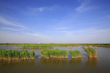 Wetland Park Doğal Manzara