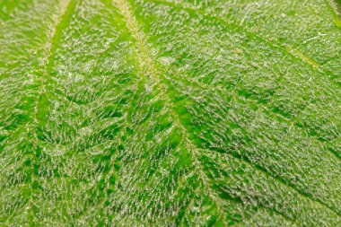 Vahşi doğadaki yaprakların üzerindeki çiy tanesi.