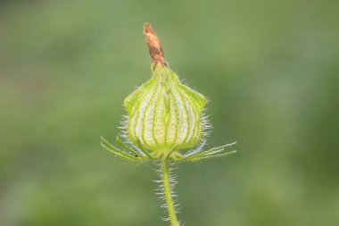 Malvaceae yabani karpuz tohumu bitkileri