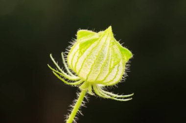 Malvaceae yabani karpuz tohumu bitkileri