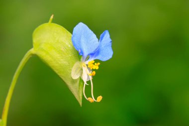 Commelina Communis çiçeği, fotoğrafa yakın çekim.