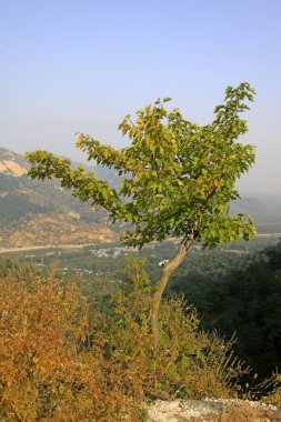 Tepedeki ağaçlar