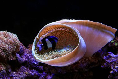 mercan ve tropikal balık