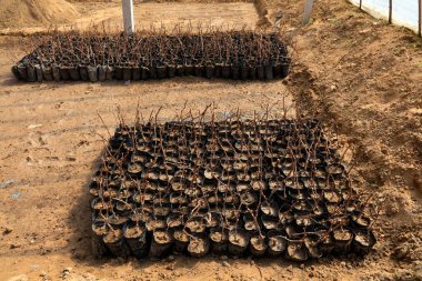 Grape Cuttings in the nutrition bowl