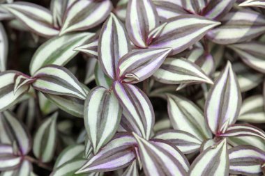 Botanik gardında gezinen bir Yahudi.