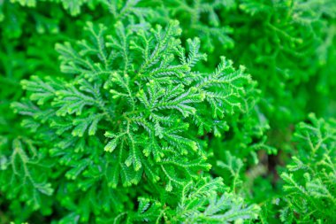 Selaginella 'nın bir vurgusu