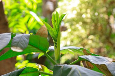 Ekmek meyvesi ağacı