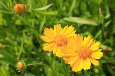 Botanik gardında Gaillardia
