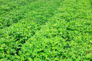 Yazın fıstık tarlası