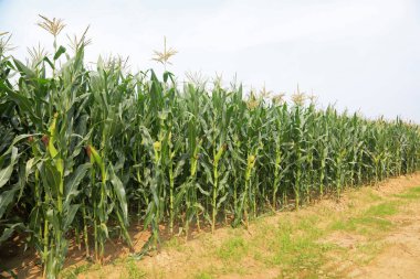 Mısırlı bitkiler, fotoğrafa yakın çekim.