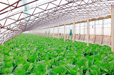 Serada sebzeler, fotoğrafa yakın çekim.