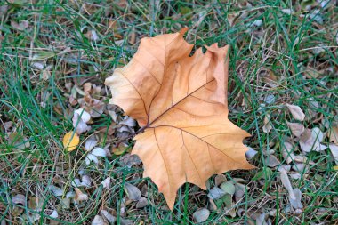 Yapraklar doğada var.