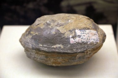 Bir müzede midye kabuğu fosilleri