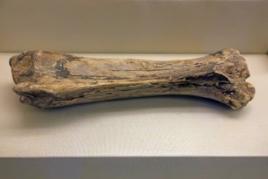 Hayvan bacağı fosili, fotoğrafa yakın çekim.