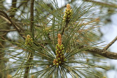 Çam tomurcuğu, fotoğrafa yaklaş.