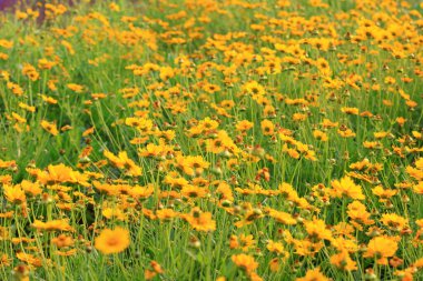 Bahçede lavanta ve kasımpatı