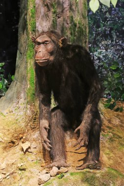 Müzede orangutan örnekleri var.