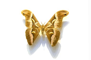 Beyaz arka planda güzel kelebekler