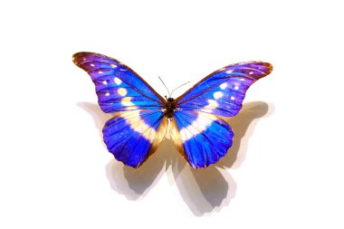 Beyaz arka planda güzel kelebekler