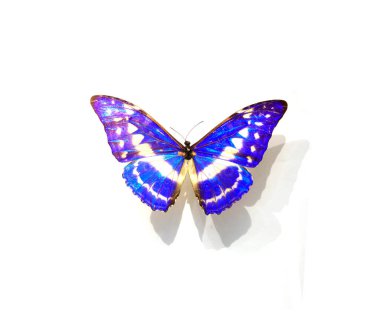 Beyaz arka planda güzel kelebekler