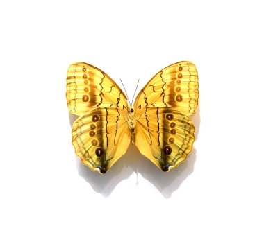 Beyaz arka planda güzel kelebekler