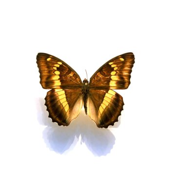 Beyaz arka planda güzel kelebekler