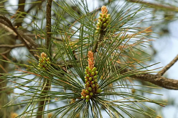 Çam tomurcuğu, fotoğrafa yaklaş.
