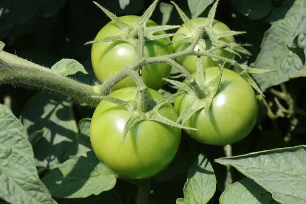 Serada yeşil domatesler